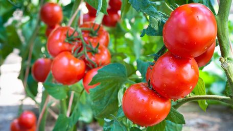 Як прискорити дозрівання помідорів: ефективні методи