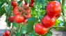 Як прискорити дозрівання помідорів: ефективні методи