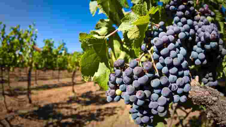 Як не втратити врожай винограду: топ-6 помилок догляду