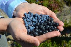 Як оздоровити організм з допомогою чорниці і лохини?