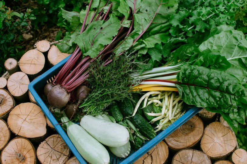 Гарденотерапія від війни. Про екопростір «Розсадник» у Львові 17