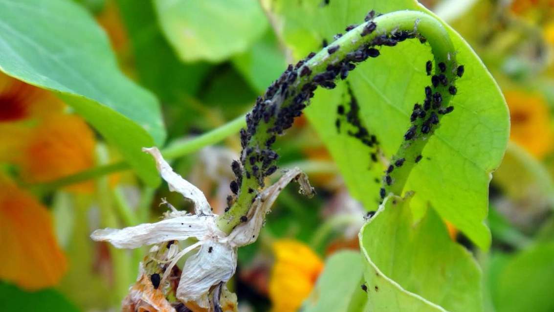 Як позбутися тлі на городі: 25 дієвих народних методів