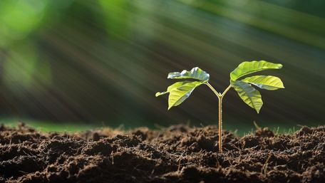 Як покращити якість ґрунту: 5 безпечних методів