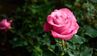 Як правильно підживити троянди в серпні: практичні поради
