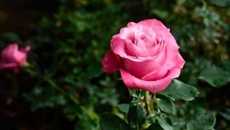 Як правильно підживити троянди в серпні: практичні поради