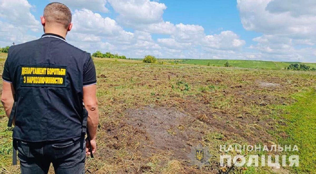 Поліцейські скосили 200 тисяч кущів коноплі на Прикарпатті