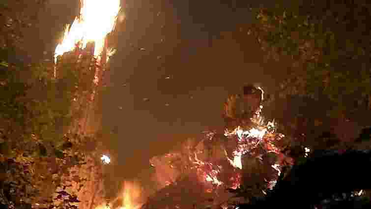 Біля прикордонного містечка на Закарпатті виникла масштабна лісова пожежа