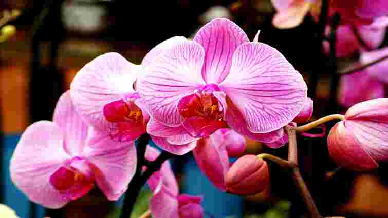 Як доглядати орхідею влітку: правила та помилки