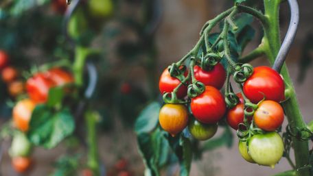 Як отримати багатий врожай помідорів на городі: шість кроків