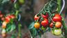 Як отримати багатий врожай помідорів на городі: шість кроків