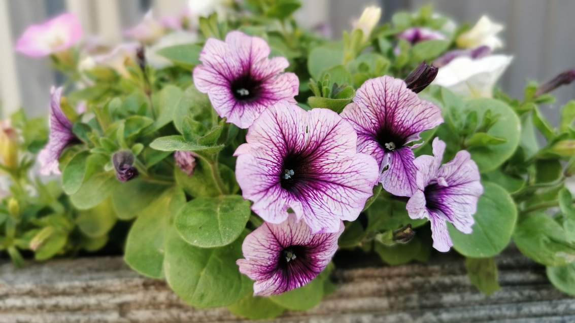 Як змусити петунії постійно цвісти: 6 секретів
