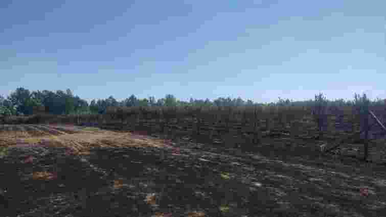 Палій трави спалив сусідський яблуневий сад на Закарпатті