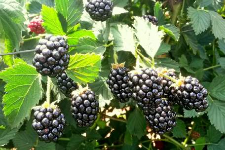 Чому вітаміни і антиоксиданти ожини такі корисні для здоров’я