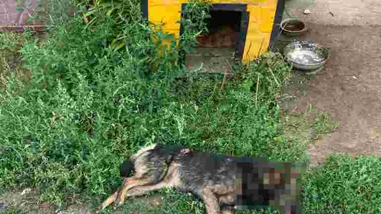 38-річний мешканець Хмельницького застрелив вуличного собаку 