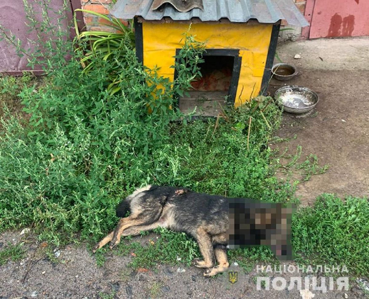 38-річний мешканець Хмельницького застрелив вуличного собаку 