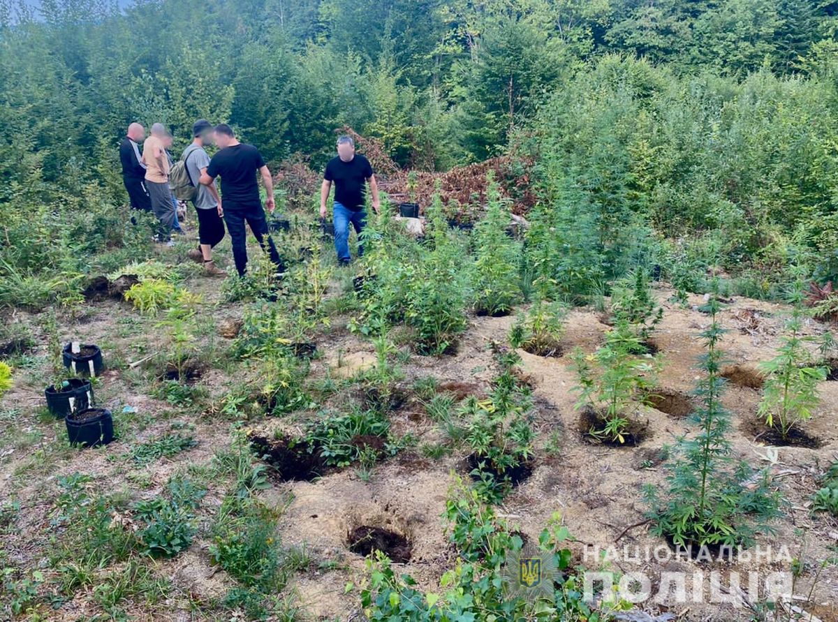 30-річного мешканця Прикарпаття затримали за облаштування конопляної грядки у лісі