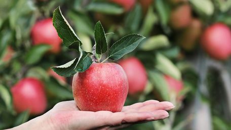 Коли та як правильно збирати різні сорти яблук: правила і терміни