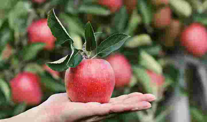 Коли та як правильно збирати різні сорти яблук: правила і терміни