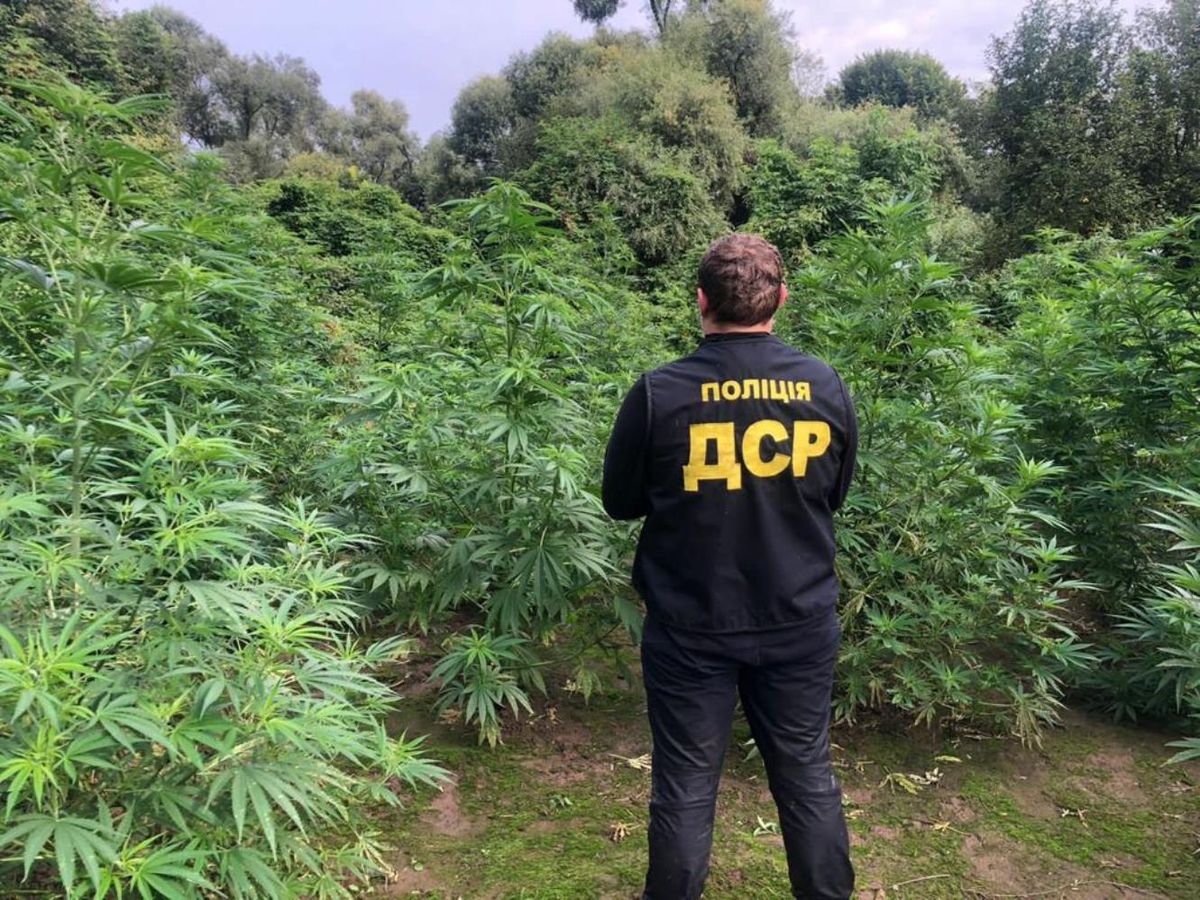 У чотирьох наркоторговців із Прикарпаття вилучили коноплі на 30 млн грн