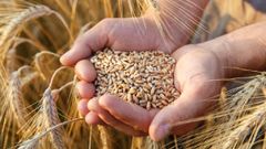США куплять в України пшениці на 68 млн доларів для розв'язання продовольчої кризи