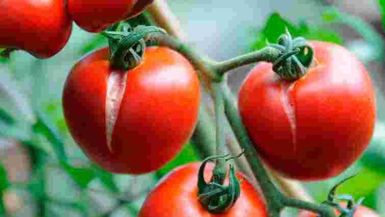 Чому тріскаються помідори та як цього уникнути: поради