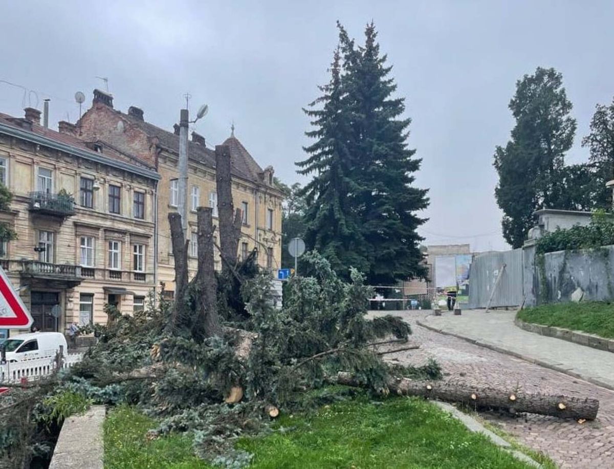 Замість 40-річних ялин біля Органного залу у Львові висадять 15 різних дерев