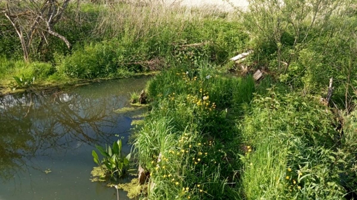 У прикордонному районі на Львівщині відновлять екосистему річки