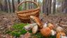 Як правильно збирати гриби в лісі: 11 порад