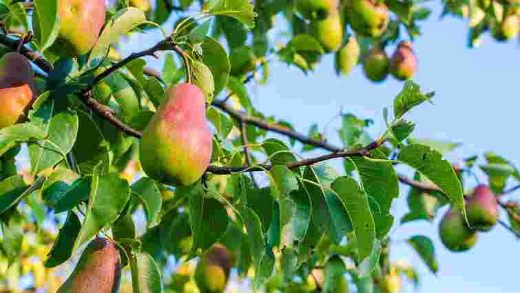 Догляд яблунь та груш восени для гарного врожаю: опис робіт