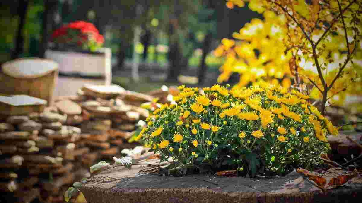 Літні хвилини квітів у розквіті