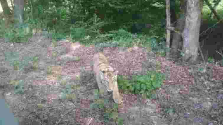 Тигра, якого шукали у горах Словаччини, знайшли на Закарпатті