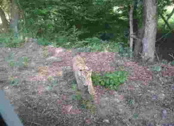 Тигра, якого шукали у горах Словаччини, знайшли на Закарпатті