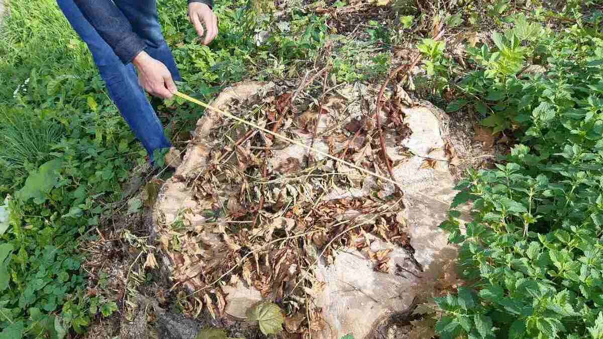 На території львівської лікарні незаконно зрізали майже дві сотні дерев