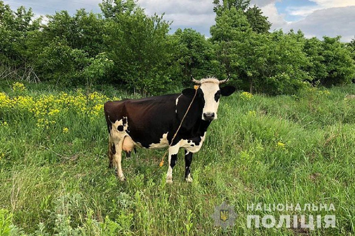 37-річному тернополянину присудили 5 років тюрми за викрадення корови