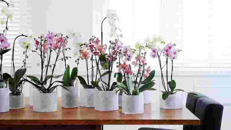 Як правильно поливати орхідею: правила та поради