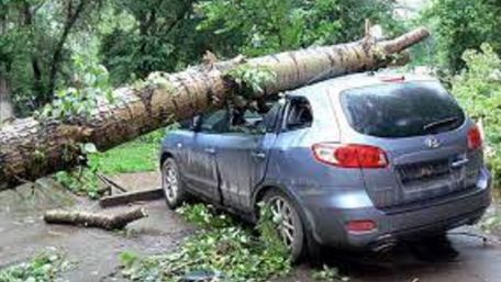 Львів’янка відсудила у міськради 120 тис. грн за розбите деревом авто