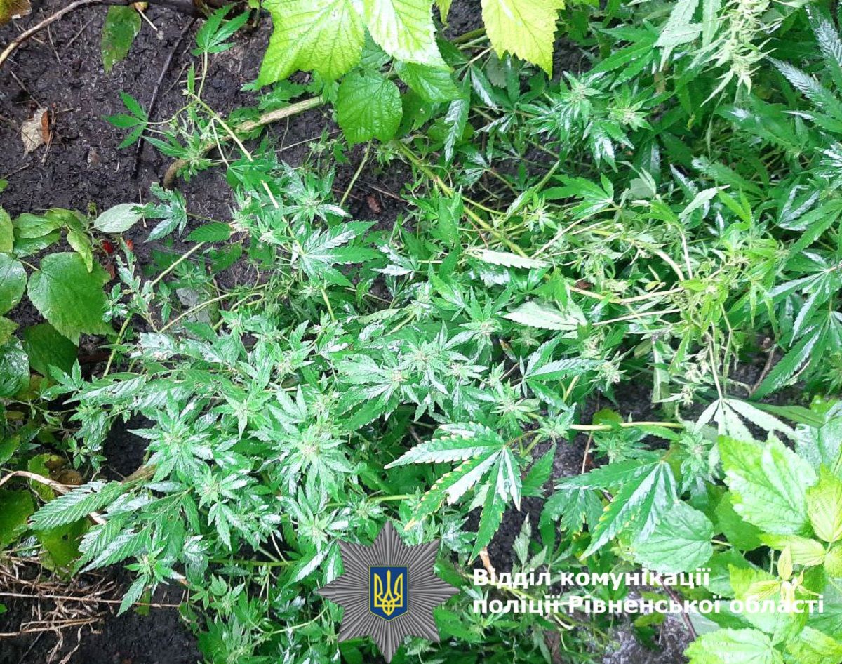 Поліція випадково виявила посіви конопель у домашнього насильника з Рівненщини