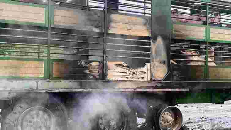 Біля Золочева загорілась вантажівка із десятками свиней