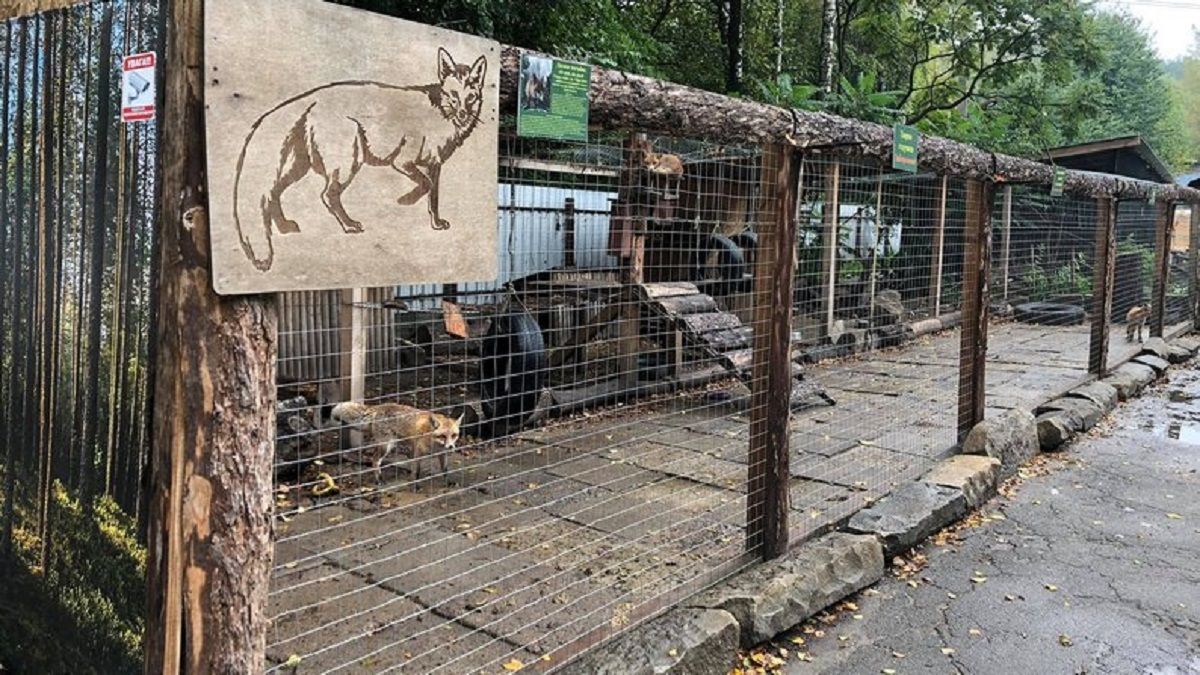 Домівка врятованих тварин запрошує небайдужих львів'ян на толоку 