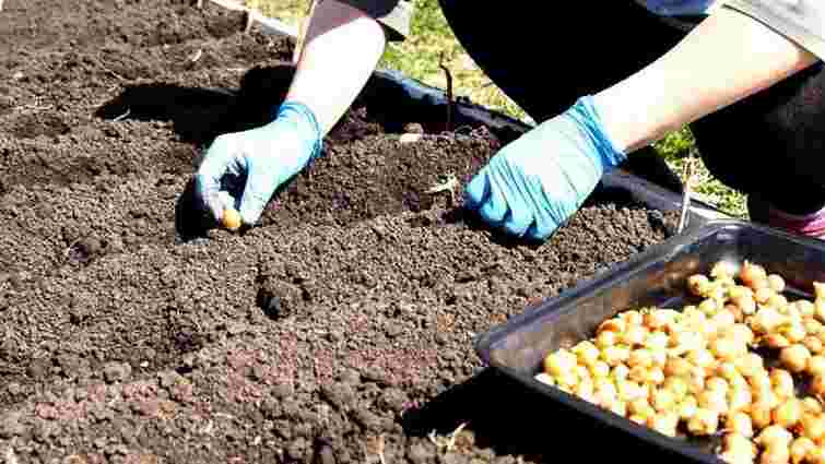 Коли і як садити різні сорти цибулі на зиму: інструкція