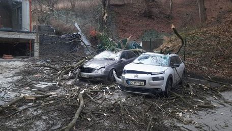 Троє львів’ян відсудили 750 тис. грн за розбиті деревом авто