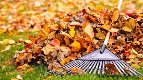 Що робити з опалим листям: 4 способи переробки
