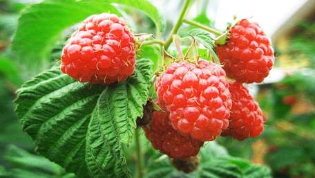 Як правильно обрізати малину восени: терміни та технологія