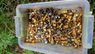 У російські катівні на Харківщині знайшли коробку вирваних золотих коронок