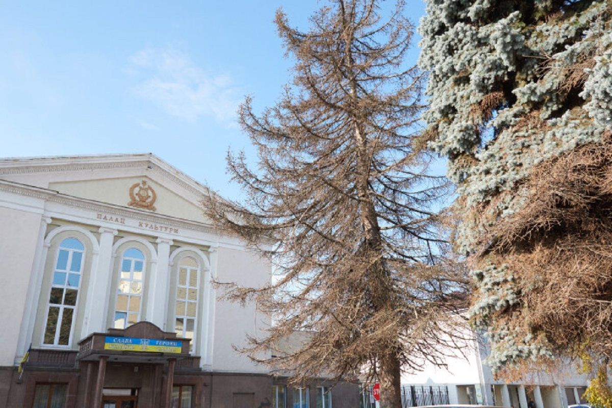 На Театральному майдані у Луцьку зріжуть аварійні дерева