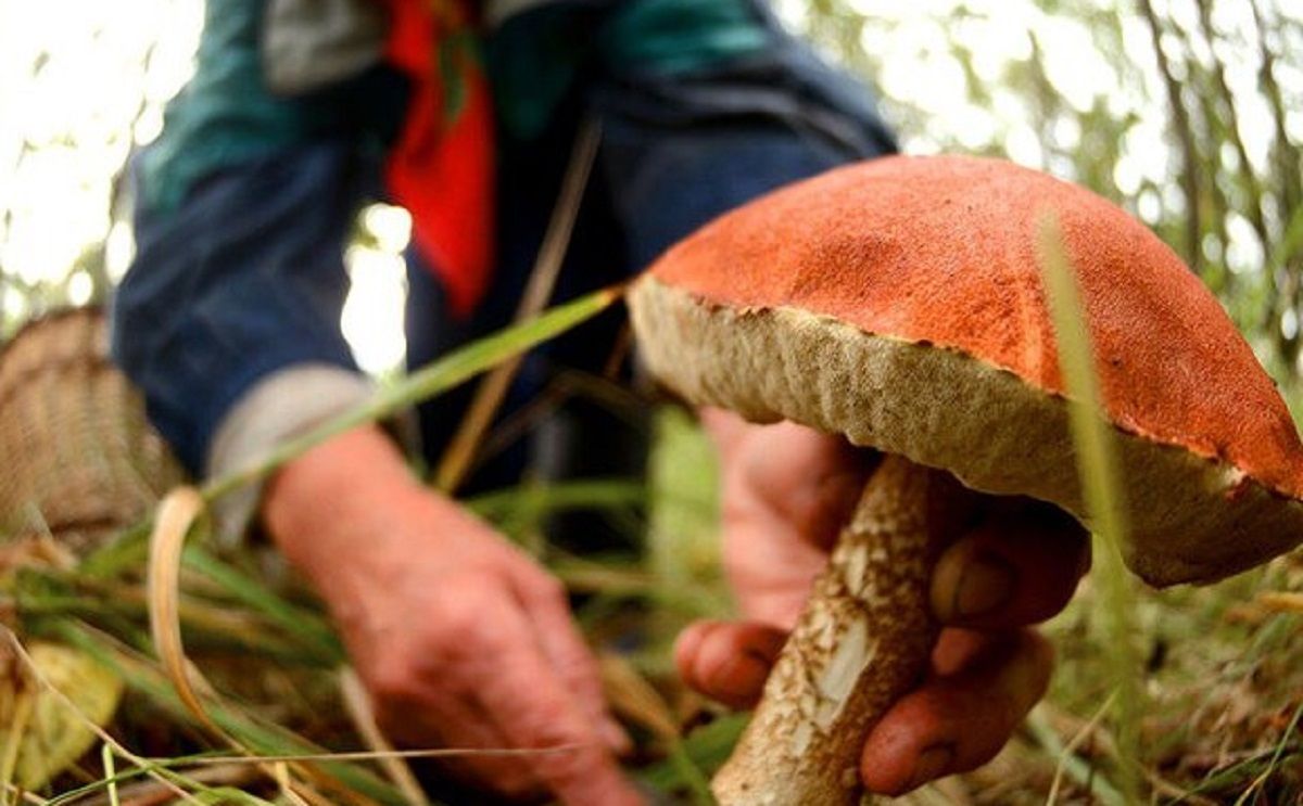 66-річну мешканку Львівщини під час збирання грибів вкусила змія
