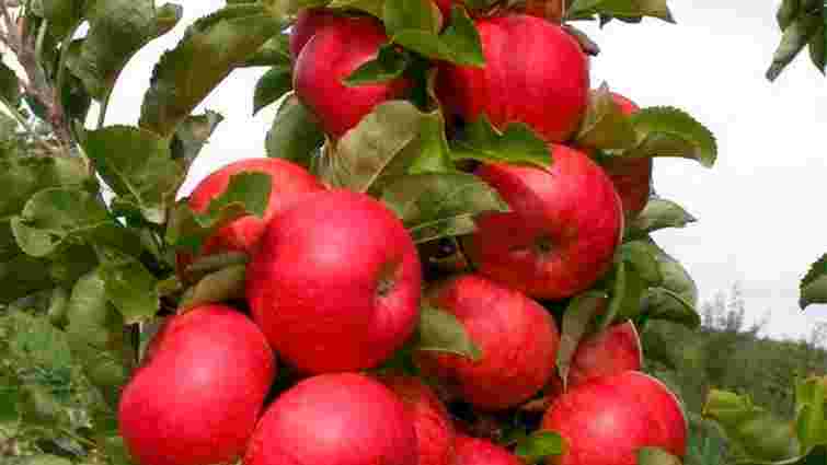 Колоновидні яблуні чи звичайні: що краще висаджувати