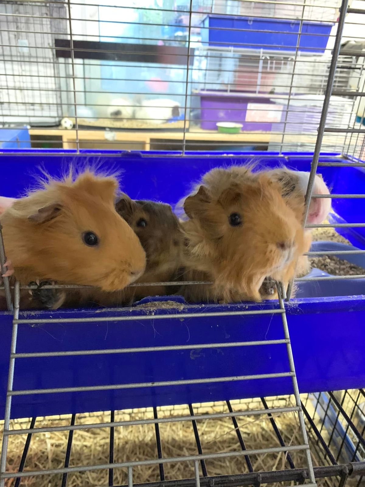 Крокодила евакуювати легше, ніж поні. Історії рятунку тварин львівськими волонтерами 37