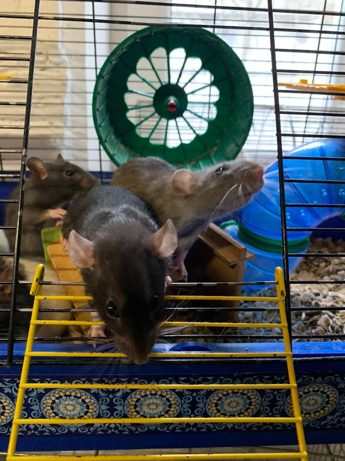 Крокодила евакуювати легше, ніж поні. Історії рятунку тварин львівськими волонтерами 38