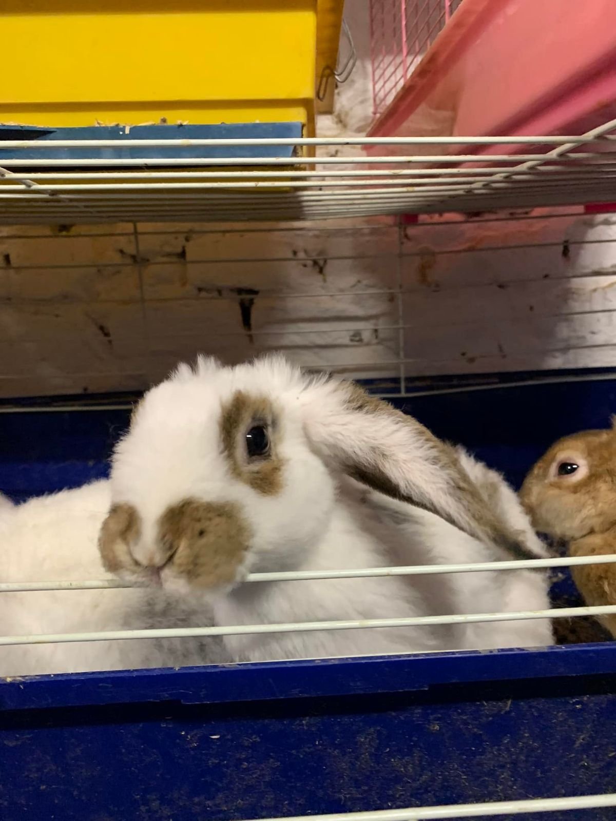 Крокодила евакуювати легше, ніж поні. Історії рятунку тварин львівськими волонтерами 36